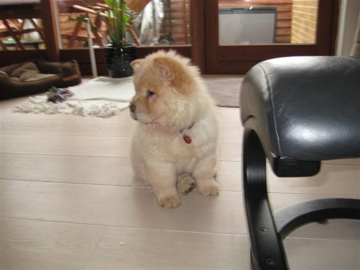 Chow chow Mille billede 9