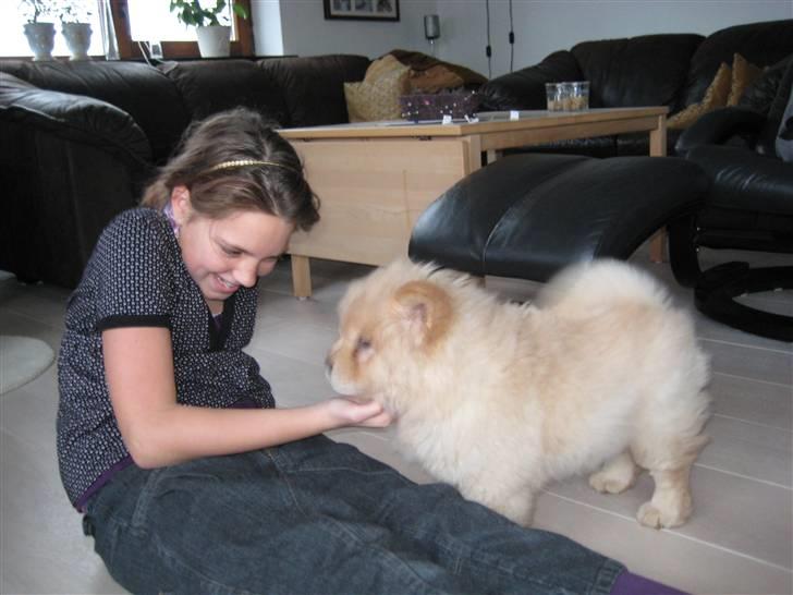 Chow chow Mille billede 10