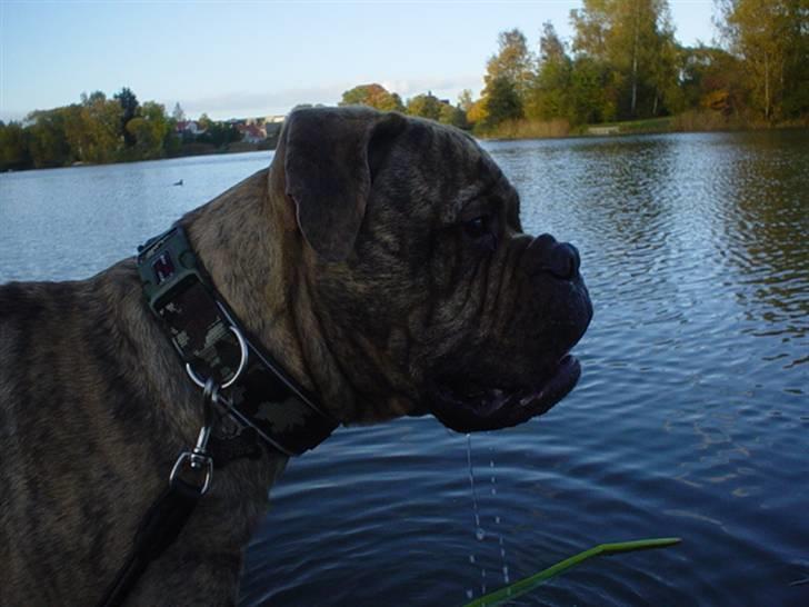 Bullmastiff NEWTON - d 16 oktober.. hørte en and, og glemte at lukke munden billede 1