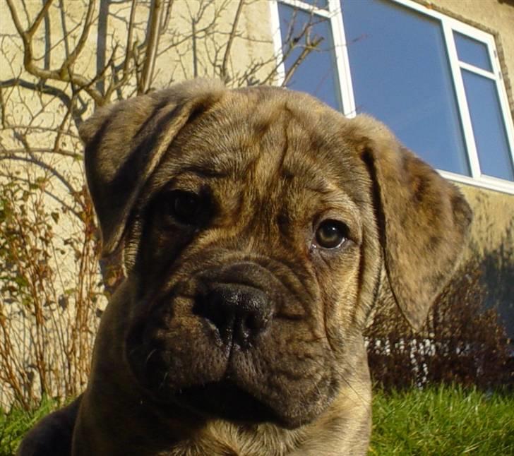 Bullmastiff NEWTON - D 16 Marts billede 2