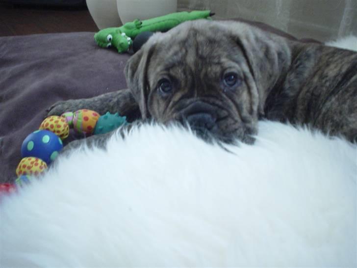 Bullmastiff NEWTON - D 10 Marts billede 3