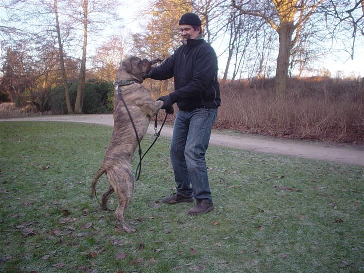 Bullmastiff NEWTON - D. 1 Januar 2009 Næsten 1 År billede 4