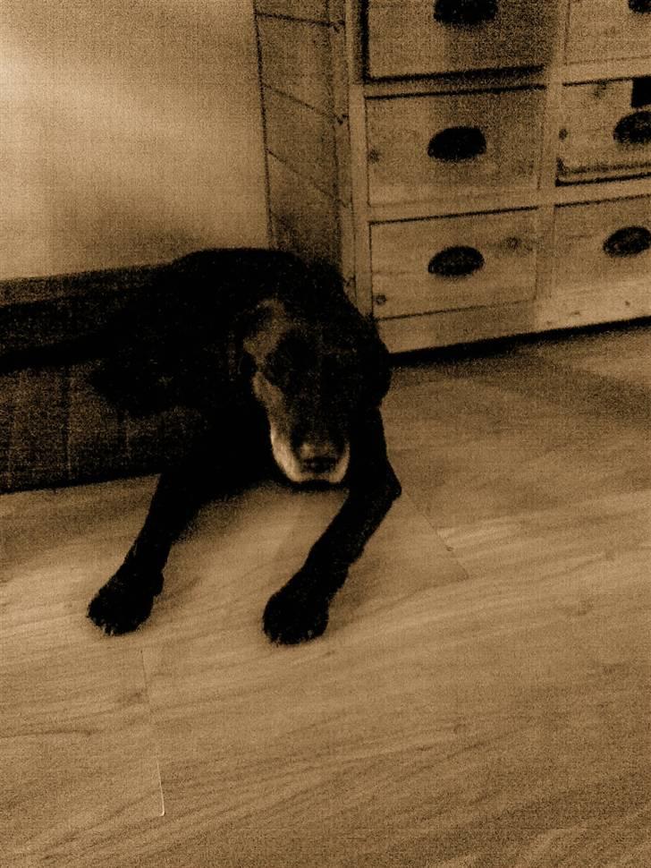 Labrador retriever bella <3<3død£>£> tud tud - få timer inden hun blev aflivet,, snøft,,  billede 15