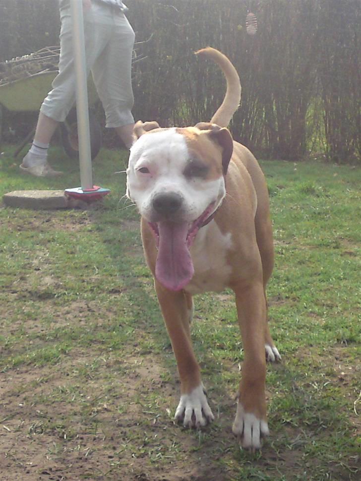 Blanding af racer Bine - PÅ stranden i hou. med brormand Tjiko billede 7