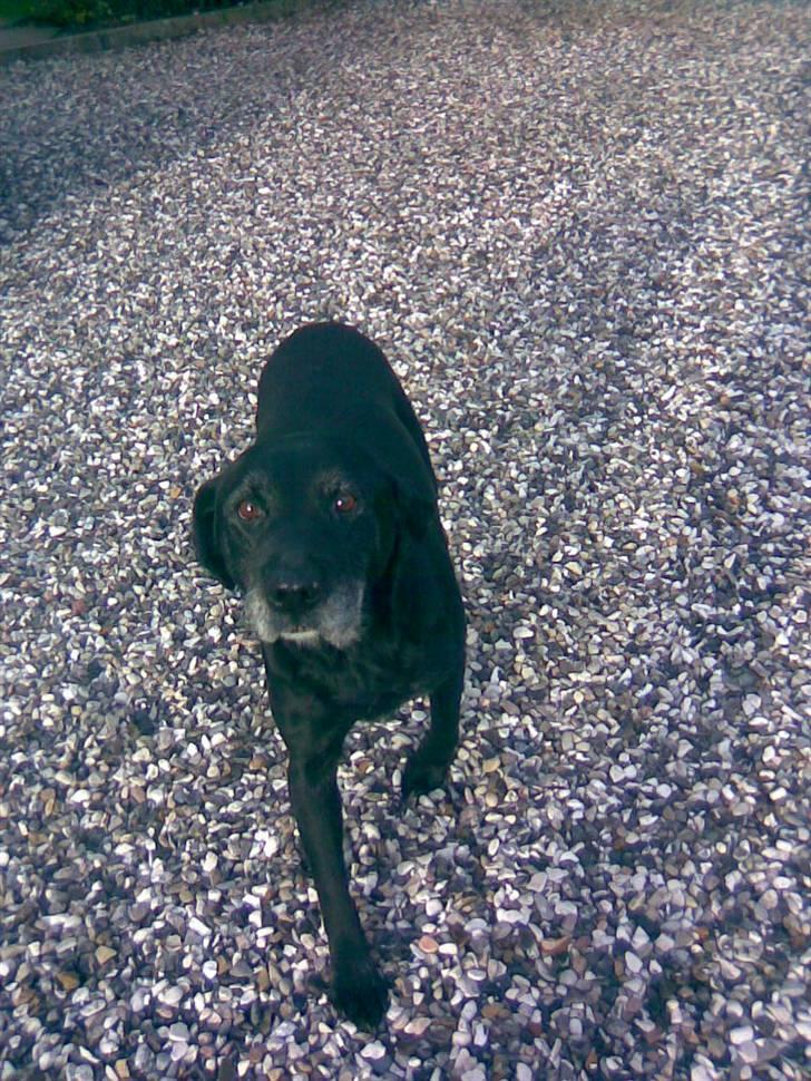 Labrador retriever bella <3<3død£>£> tud tud - nurr,, hun er så gjad der,, <3<3 I miss you! billede 16