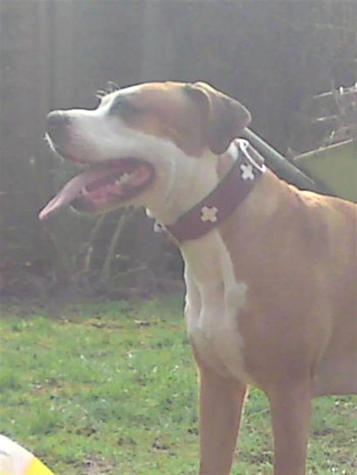 Blanding af racer Bine billede 8