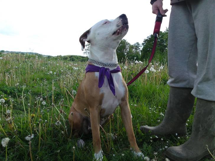 Blanding af racer Bine billede 9