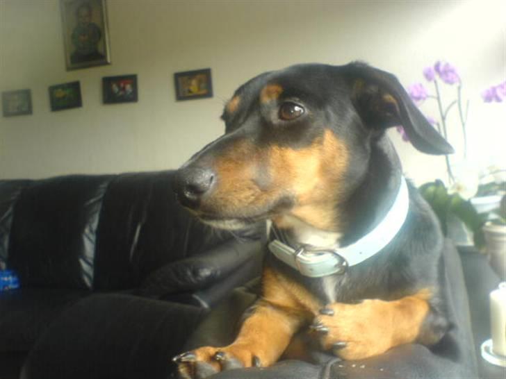 Gravhund Gangster billede 1