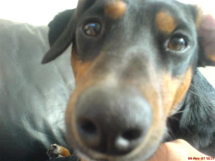 Gravhund Gangster - CLOSE-UP..... billede 2