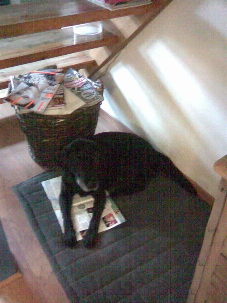 Labrador retriever bella <3<3død£>£> tud tud - læser alt for damer,, hæh,,  billede 17