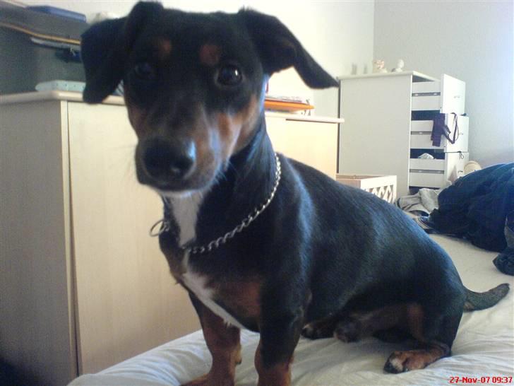Gravhund Gangster billede 3