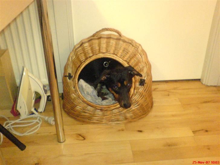 Gravhund Gangster - Hvis Victor (søster´s kat) kan være der, kan jeg også!! billede 4