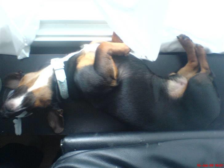Gravhund Gangster - Afslapning i vindeuskarmen... billede 6