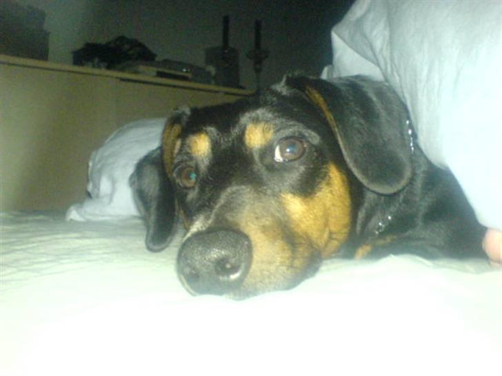 Gravhund Gangster billede 7