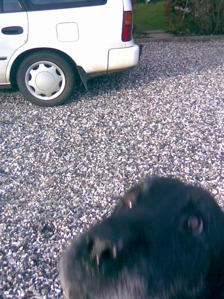 Labrador retriever bella <3<3død£>£> tud tud - ømm,,? spøjst,, billede 18