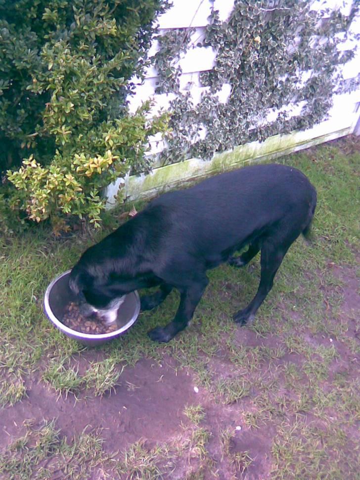 Labrador retriever bella <3<3død£>£> tud tud - __MAD__! billede 19