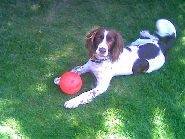 Engelsk springer spaniel tikki  R.I.P - cute det er hun,,  billede 16