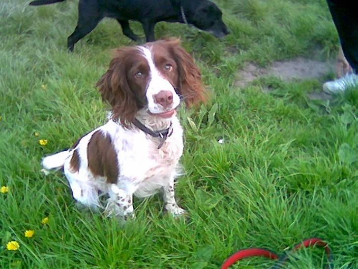 Engelsk springer spaniel tikki  R.I.P - ømm mig,,<3 billede 17