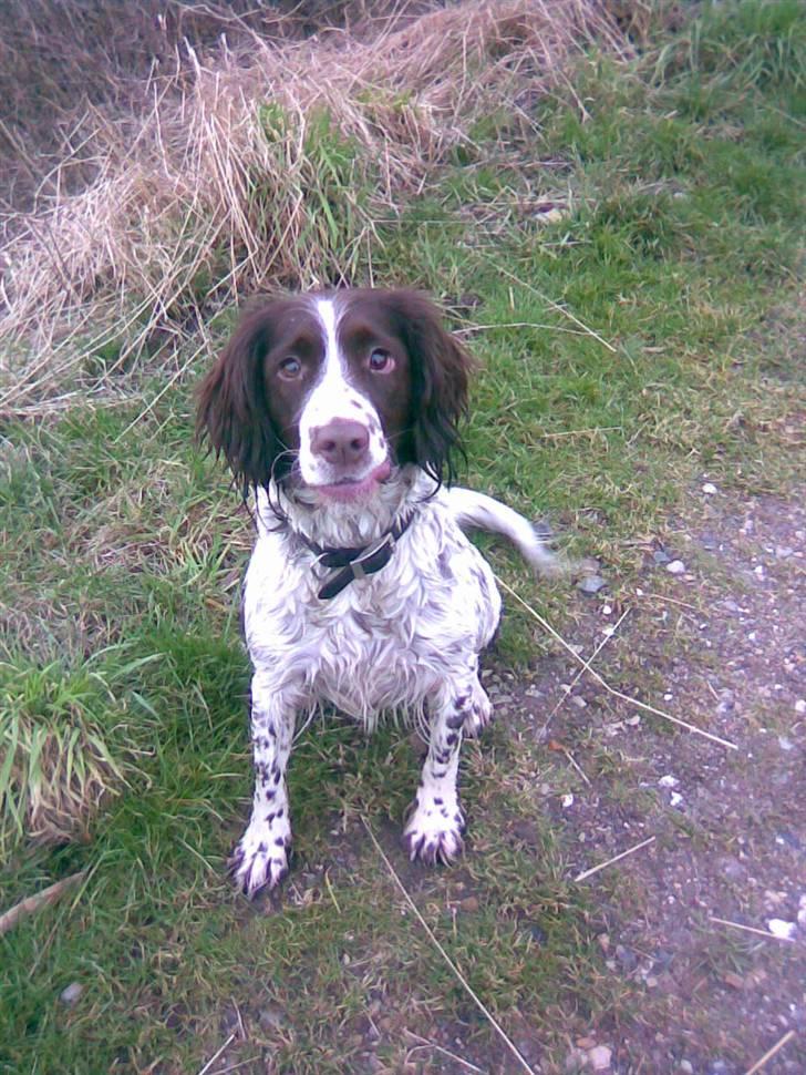 Engelsk springer spaniel tikki  R.I.P - ude i det fri.. i skoven,, billede 18