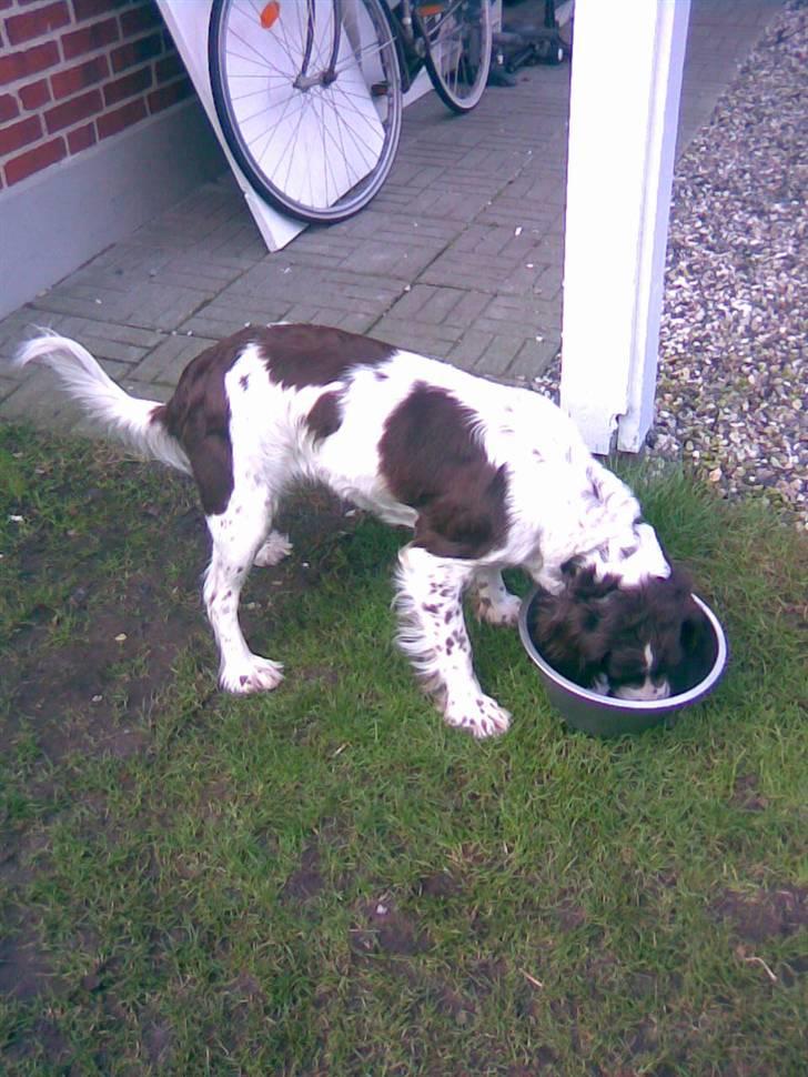 Engelsk springer spaniel tikki  R.I.P - gider du lige jeg spiser,, <3<3 billede 19