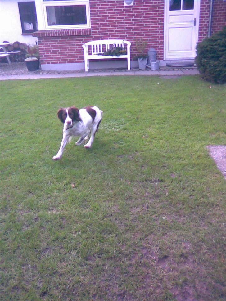 Engelsk springer spaniel tikki  R.I.P - hun løber lige i mod kamaret, men det ser ikke sådan ud,, hæh,, tihi<3<3 billede 20