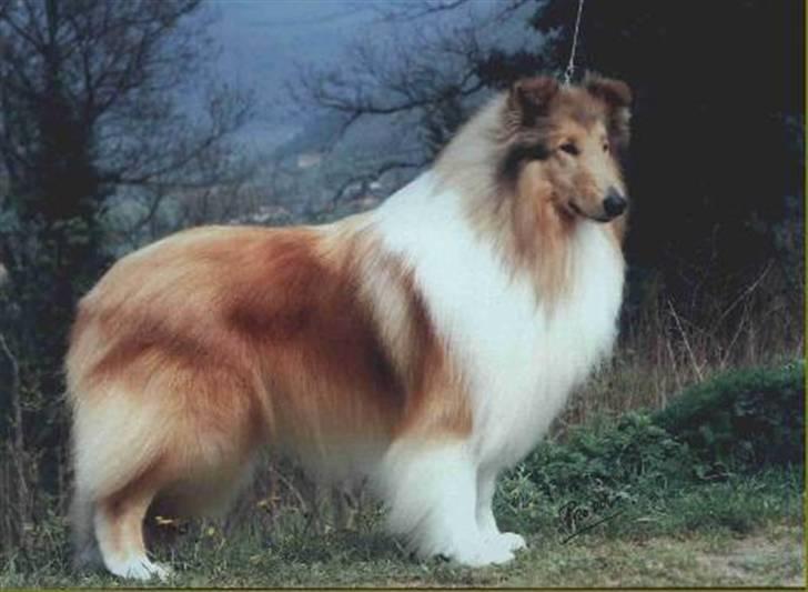 Collie langhåret Tonnie - Dette er min far, jeg tror jeg bliver lige så flot som ham ;-) billede 15