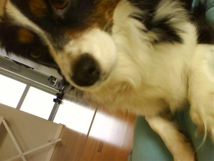 Blanding af racer Ludo billede 3