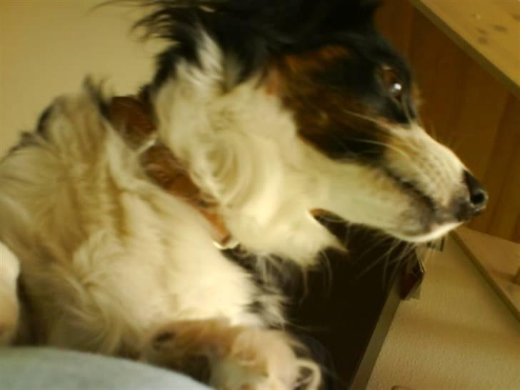 Blanding af racer Ludo billede 4