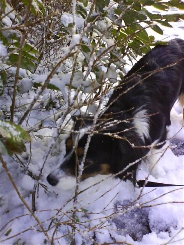 Blanding af racer Ludo billede 6