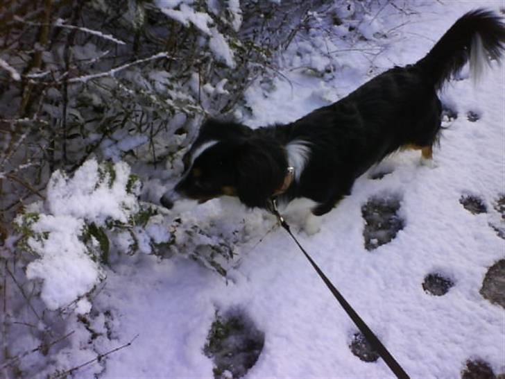 Blanding af racer Ludo billede 7