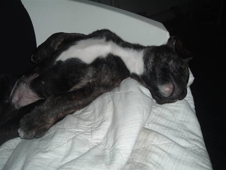 Blanding af racer Izak billede 3