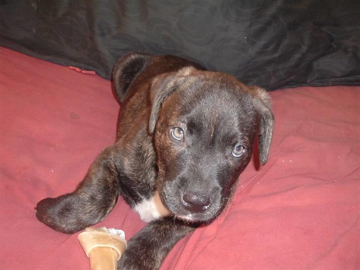 Blanding af racer Izak billede 4