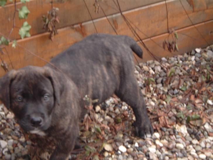 Blanding af racer Izak billede 5