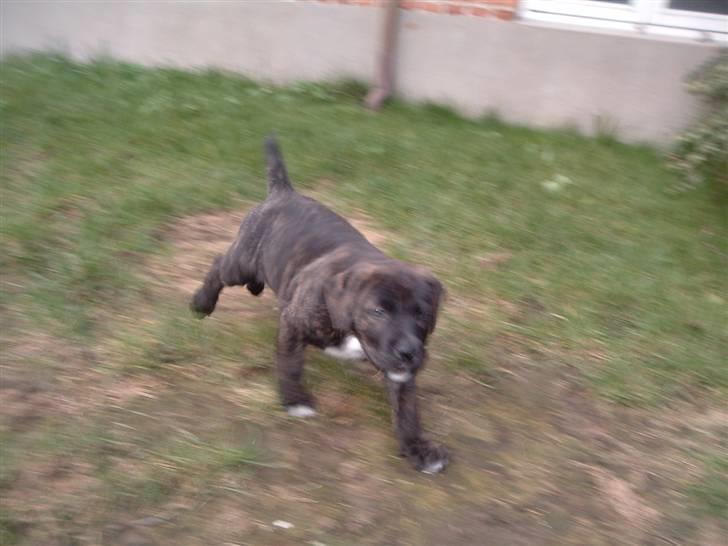 Blanding af racer Izak billede 7