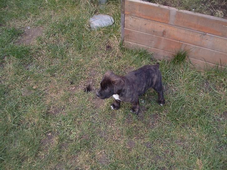 Blanding af racer Izak billede 8