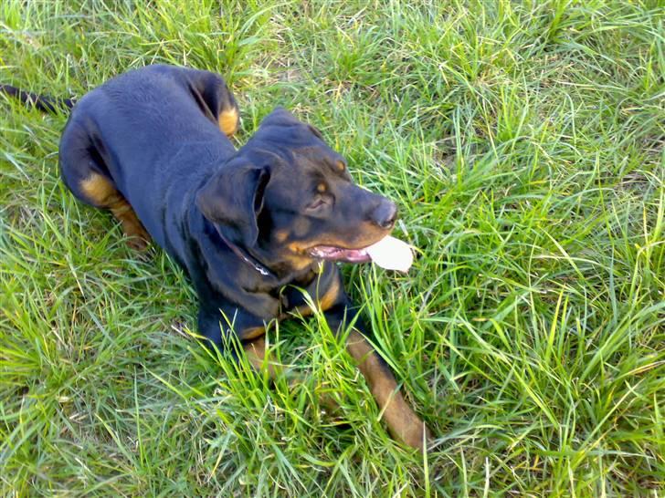 Rottweiler Kia billede 11