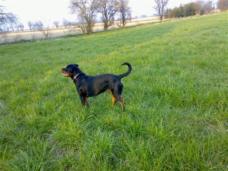 Rottweiler Kia billede 12