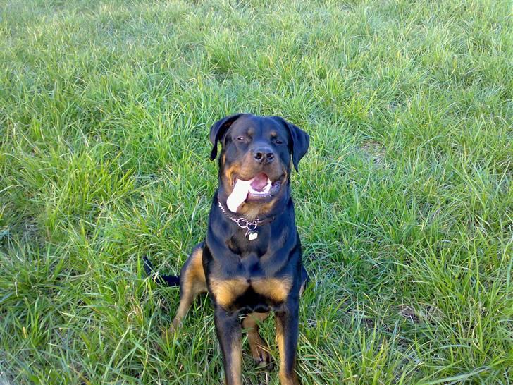 Rottweiler Kia billede 13