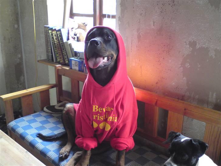 Rottweiler Kia billede 14