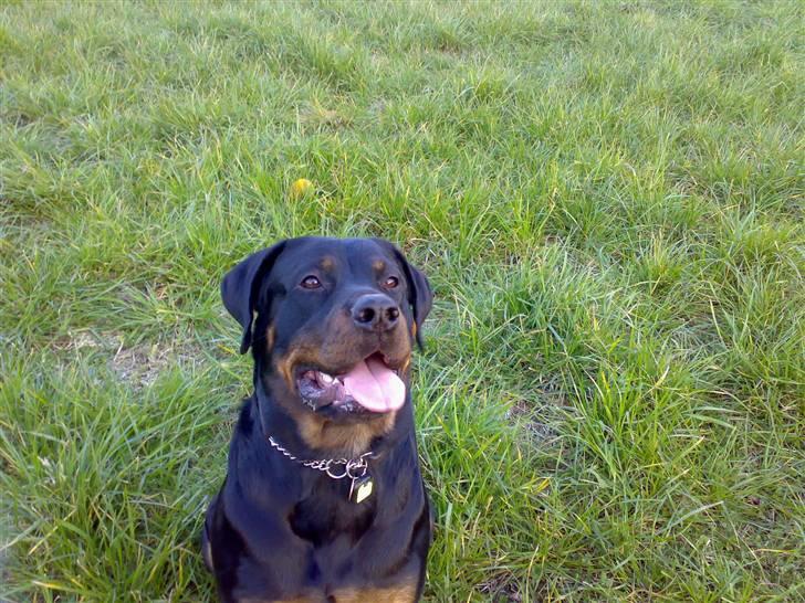 Rottweiler Kia billede 15