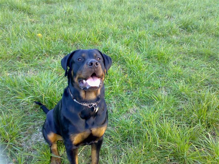Rottweiler Kia billede 16