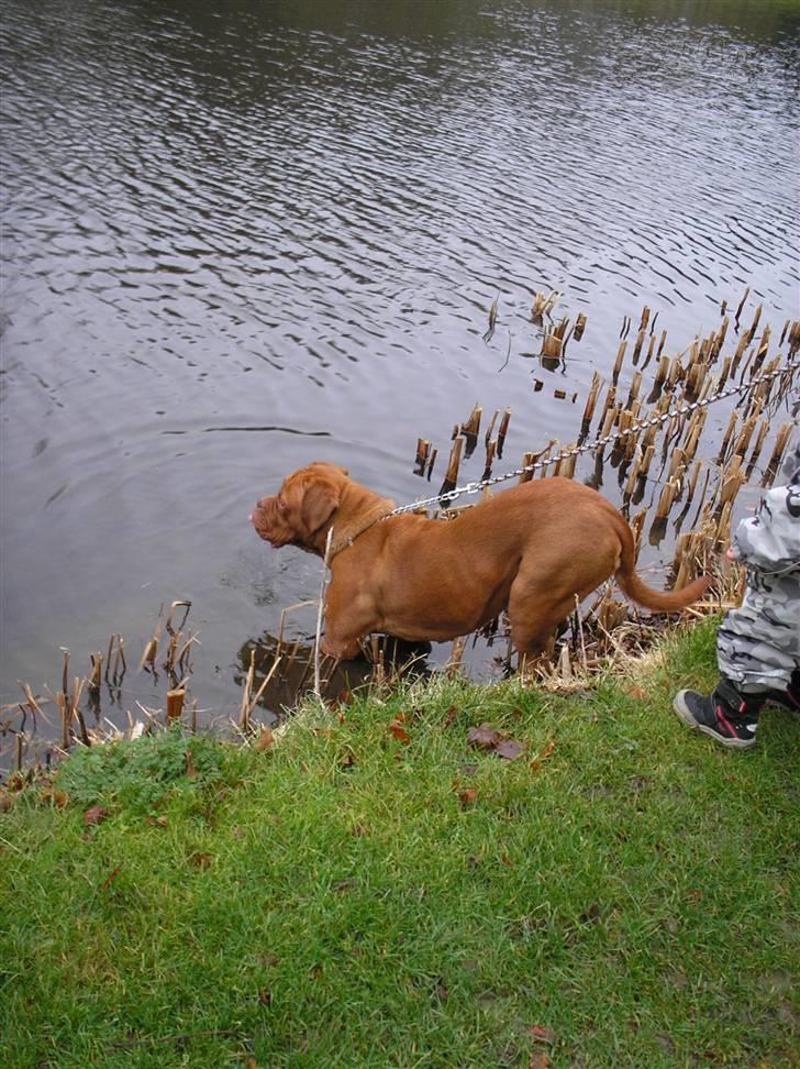 Dogue de bordeaux Pretty R.I.P. billede 3