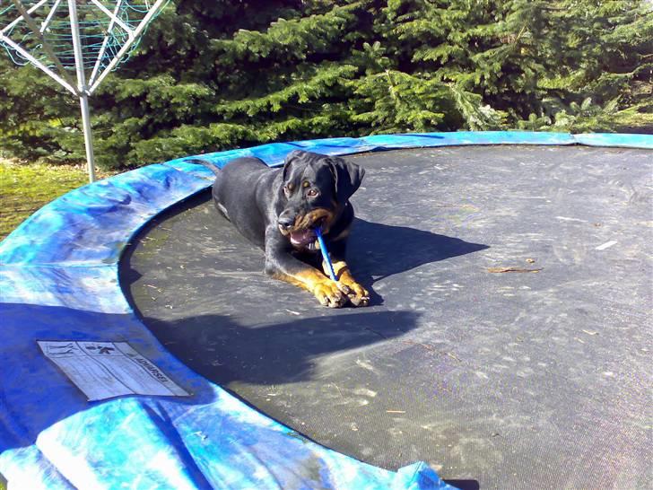 Rottweiler Kia billede 17