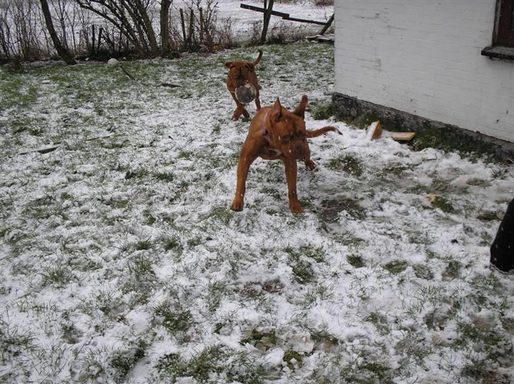 Dogue de bordeaux Pretty R.I.P. billede 5