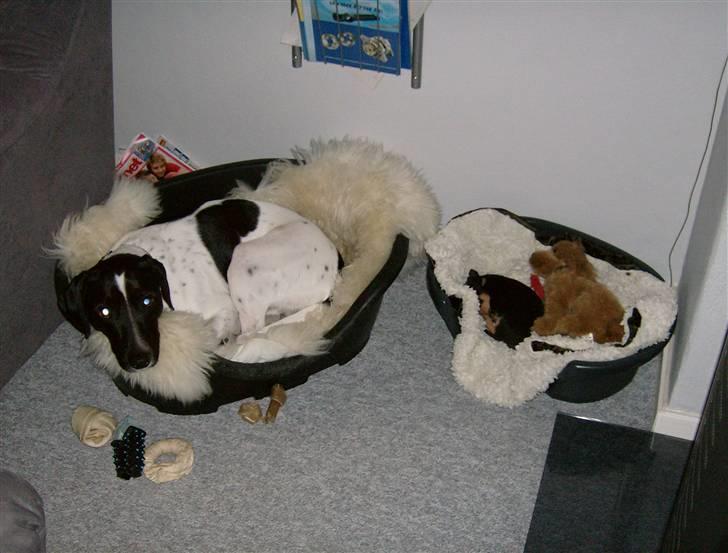 Prazsky krysarik Mick billede 16