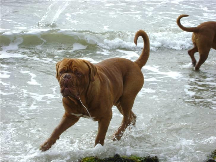 Dogue de bordeaux Ikaros R.I.P. - Basse 14mdr. gammel. billede 8