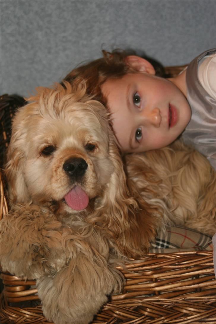 Amerikansk cocker spaniel Buddy - Buddy og hans lille veninde juleaften 2007, de får sig lige en lille krammer i kurven. billede 5