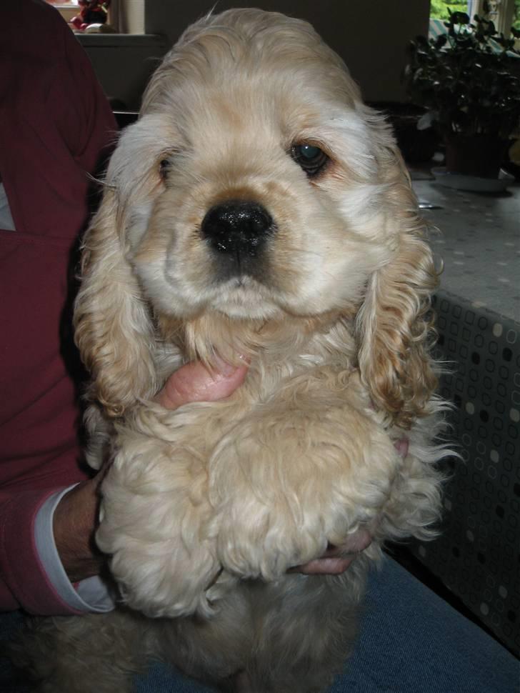 Amerikansk cocker spaniel Buddy - Dagen hvor Buddy forlod hans kennel, her er det et sidst knus før afgang. Han er næsten 3 måneder gammel da jeg henter ham. billede 7