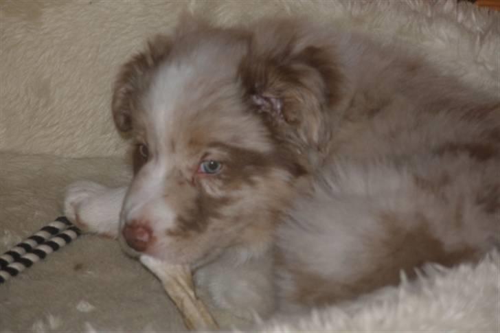 Border collie Gjerulff BS After Eight - En træt lille hundehvalp billede 2