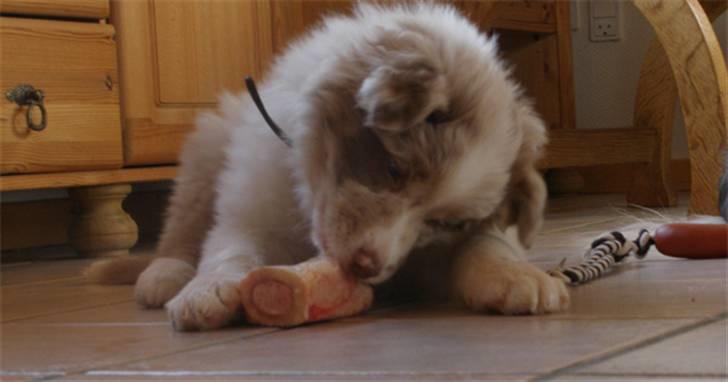 Border collie Gjerulff BS After Eight - Mmm kødben smager dejligt billede 3
